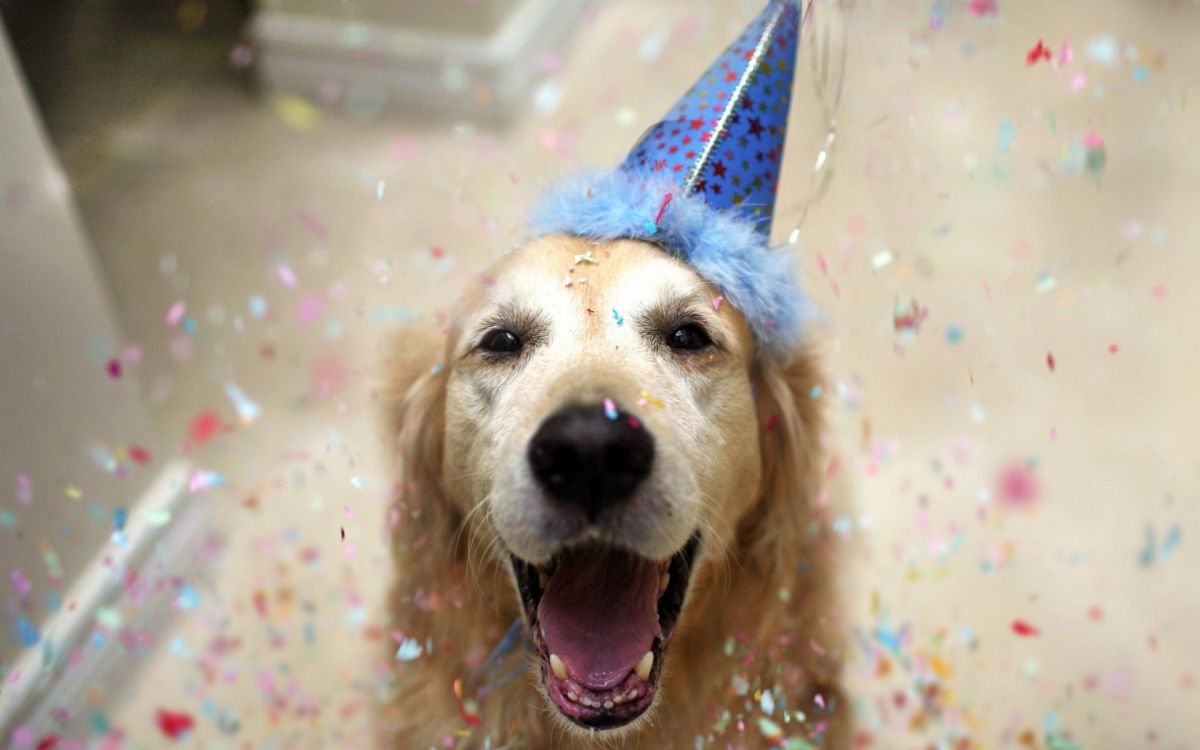 golden retriever with blue and white star hat