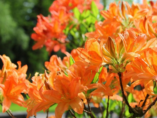 Image orange flowers with green leaves