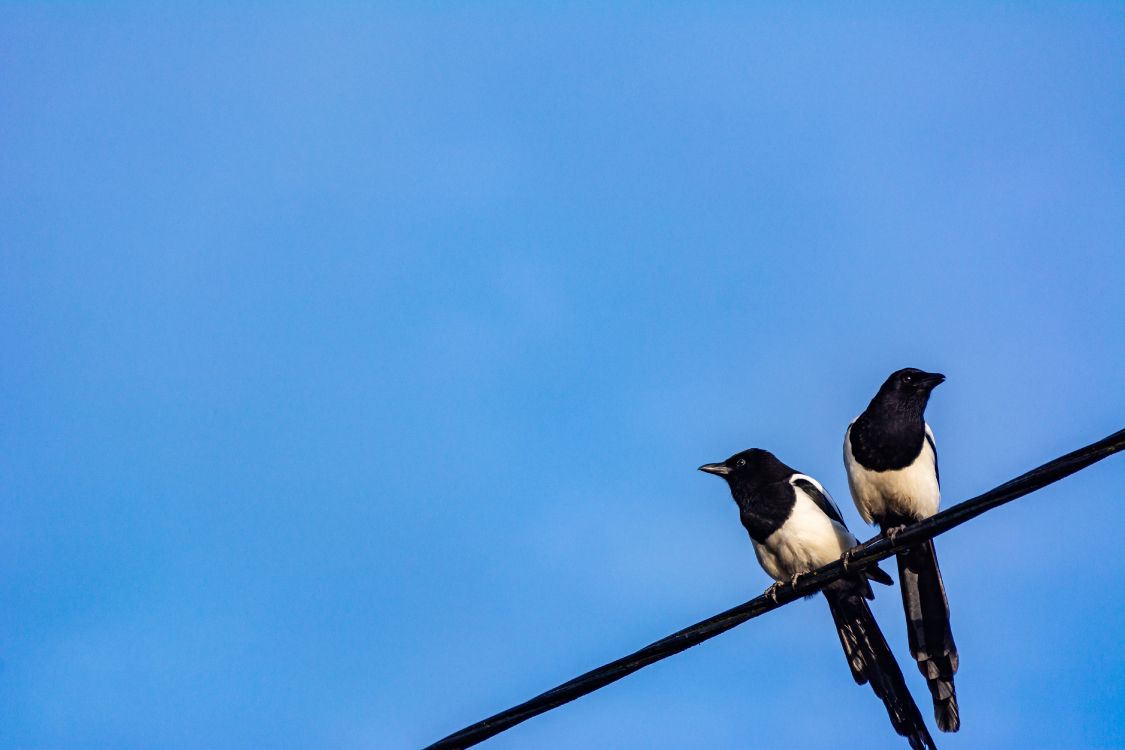 Oiseau Noir et Blanc Sur un Bâton en Bois Marron Sous un Ciel Bleu Pendant la Journée. Wallpaper in 6000x4000 Resolution
