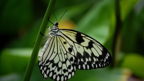 Image black and white butterfly perched on green leaf in close up photography during daytime