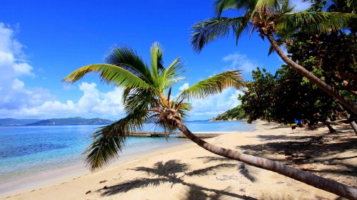 Image palm tree on beach shore during daytime