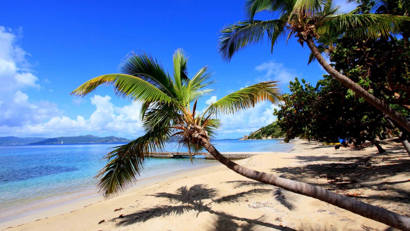 palm tree on beach shore during daytime