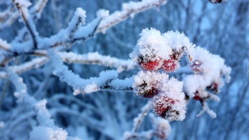 Image red round fruit covered with snow