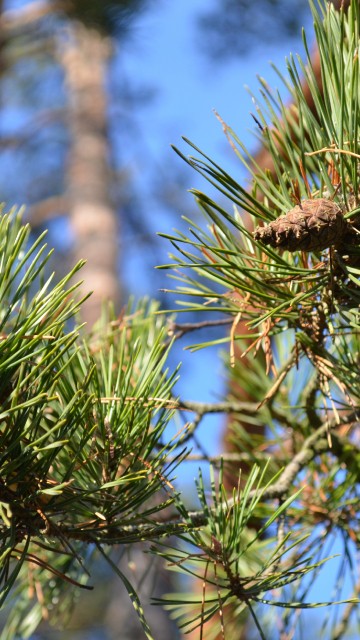 Image green and brown pine cone