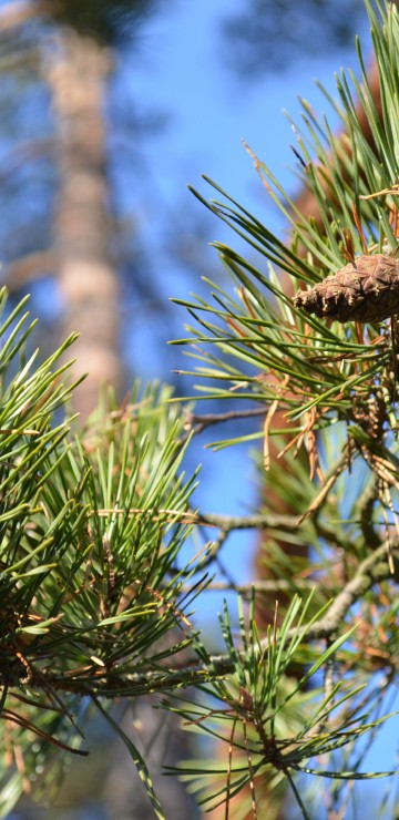 Image green and brown pine cone