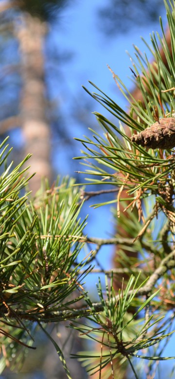 Image green and brown pine cone