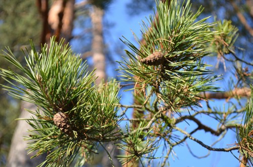 Image green and brown pine cone