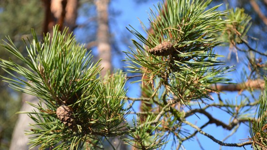 Image green and brown pine cone