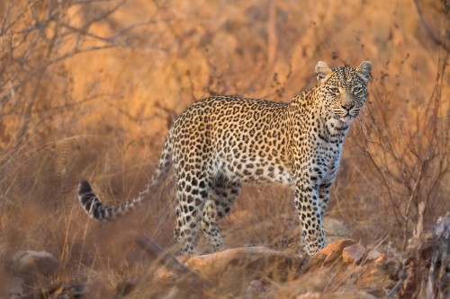 Image leopard walking on brown grass during daytime