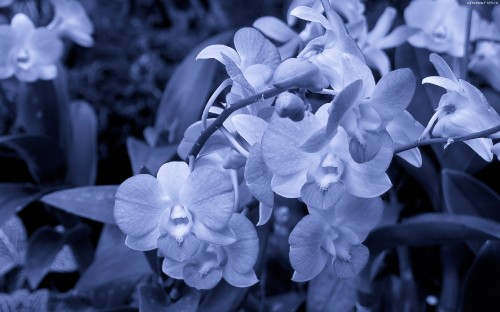 Image grayscale photo of moth orchids