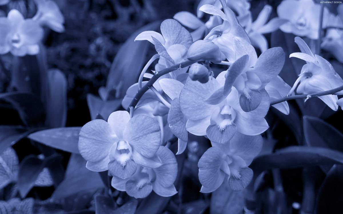 grayscale photo of moth orchids