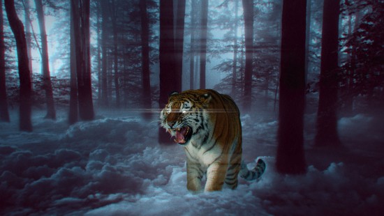 Image white tiger on snow covered ground