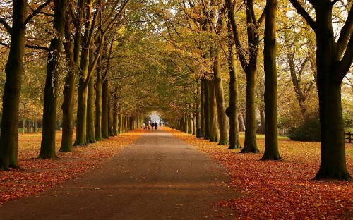 Image brown and green trees on the side of the road