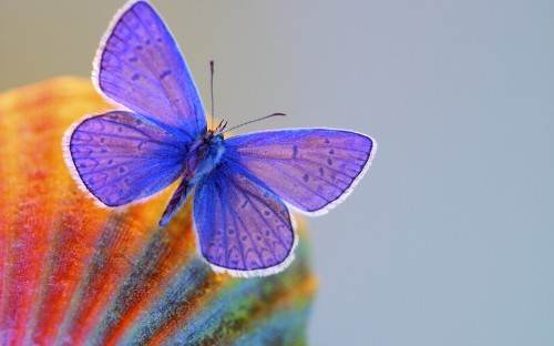 Image green and yellow butterfly on brown wooden surface