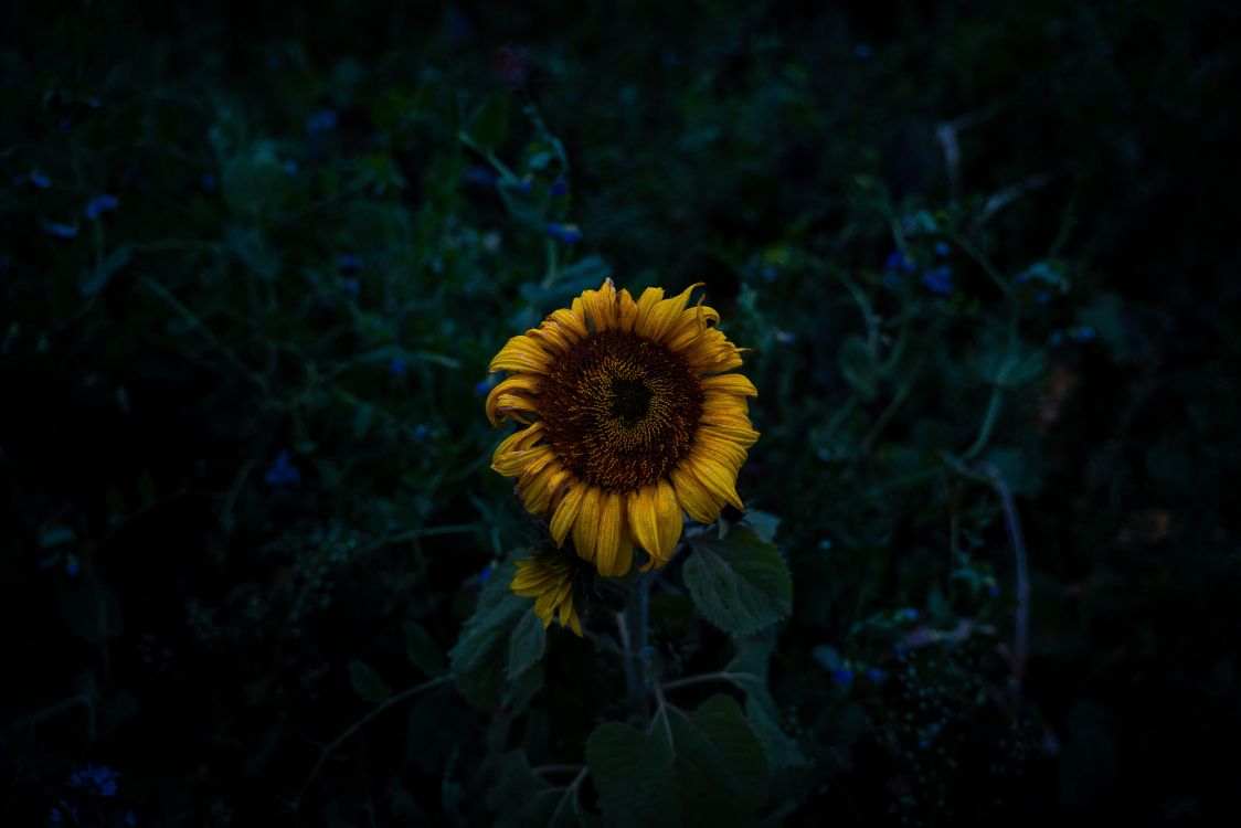 Tagsüber Blüht Gelbe Sonnenblumeflower. Wallpaper in 5683x3789 Resolution