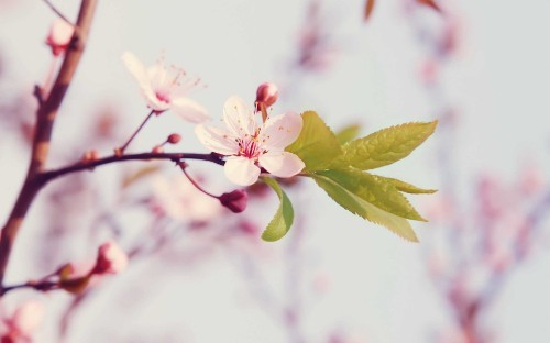 Image yellow and pink flower in tilt shift lens