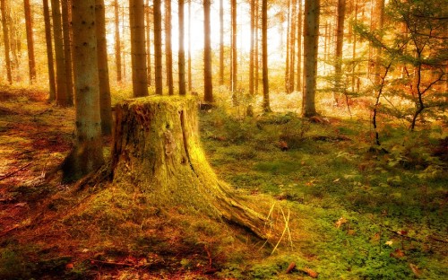 Image brown tree trunk on green grass field