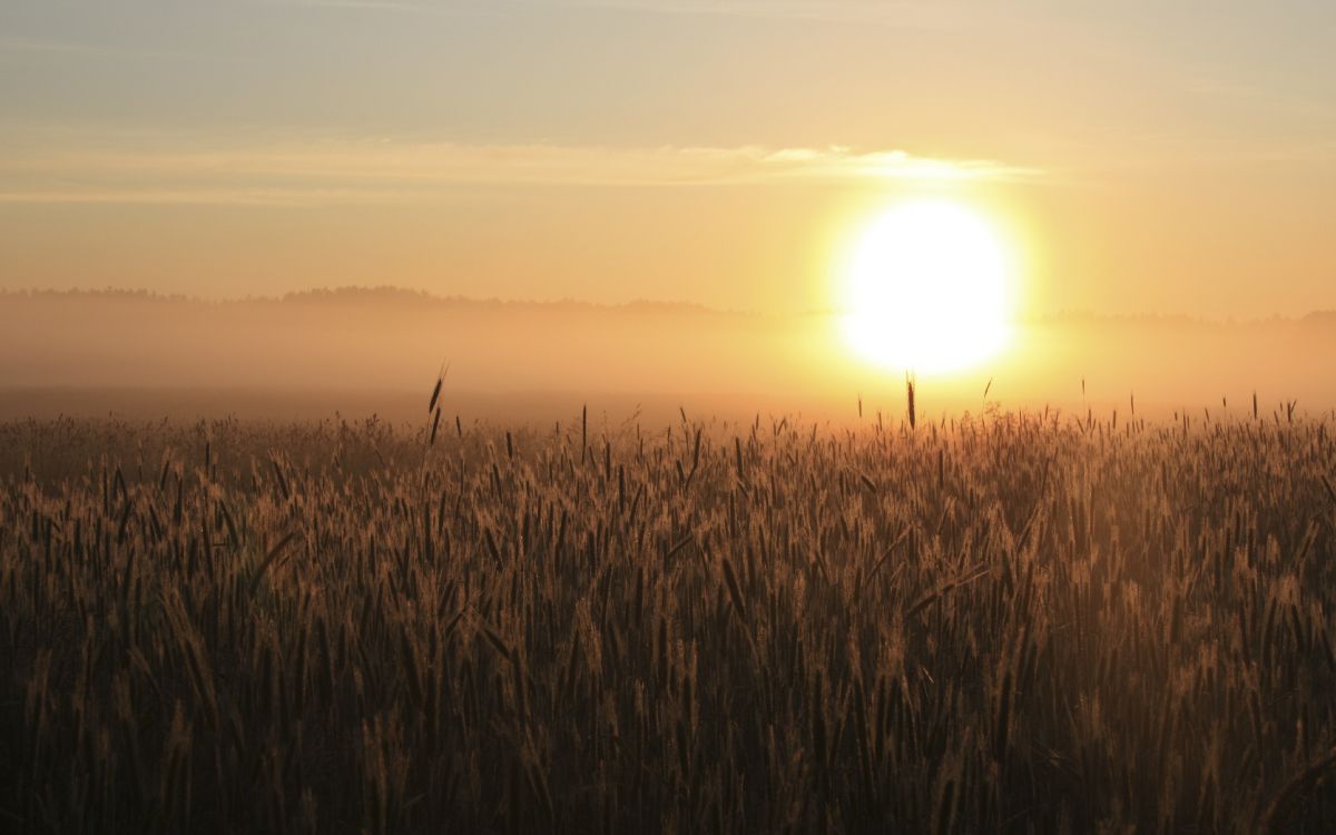 Campo de Hierba Marrón Durante la Puesta de Sol. Wallpaper in 4075x2546 Resolution