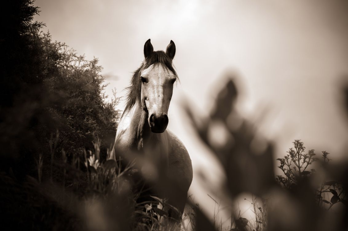 grayscale photo of horse on grass field