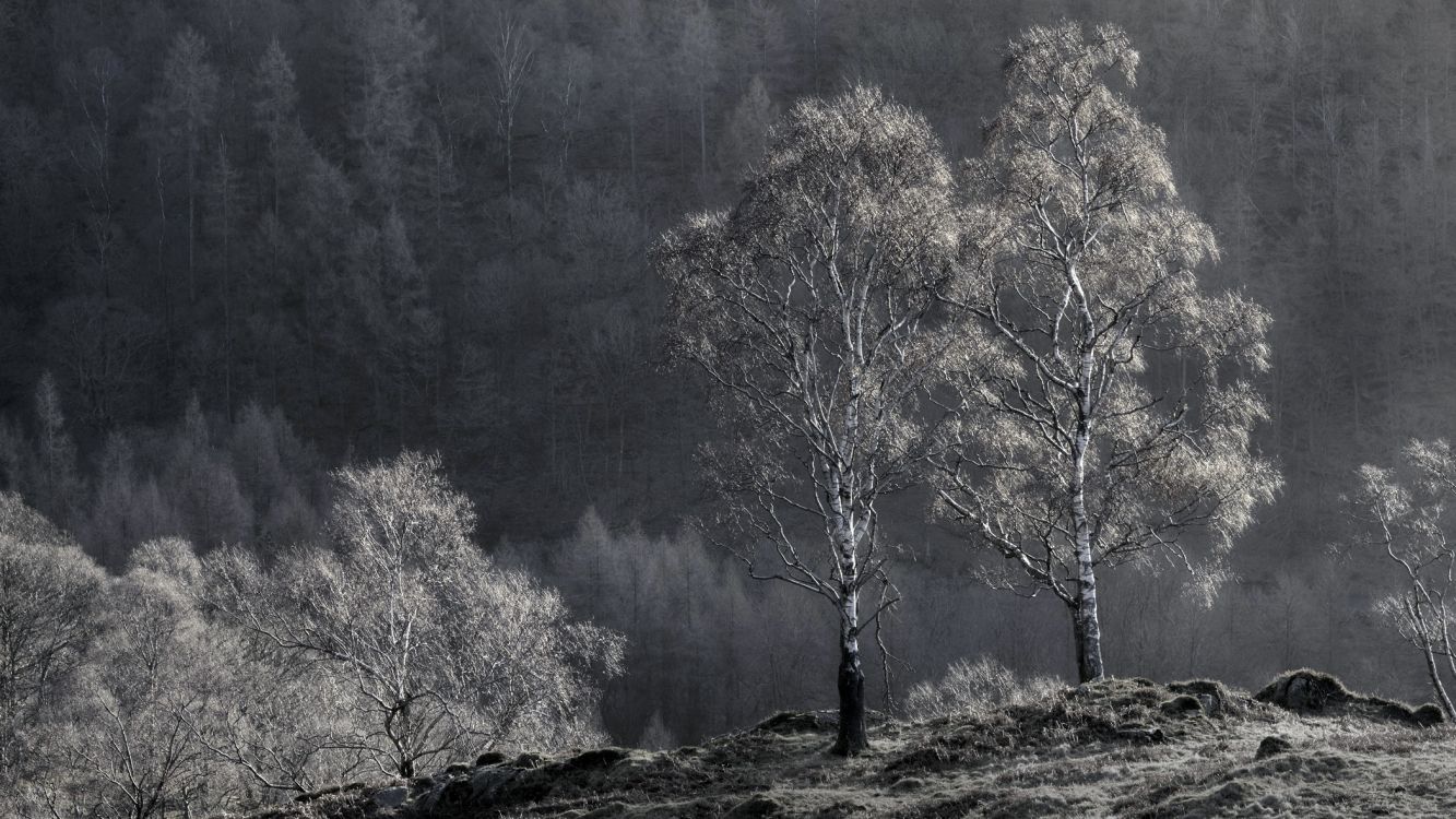 Arbres Bruns Sur Terrain D'herbe Verte Pendant la Journée. Wallpaper in 2100x1181 Resolution
