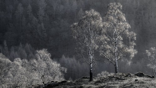 Image brown trees on green grass field during daytime