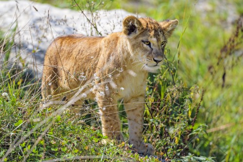 Image lion, plant, plant community, Carnivore, grass