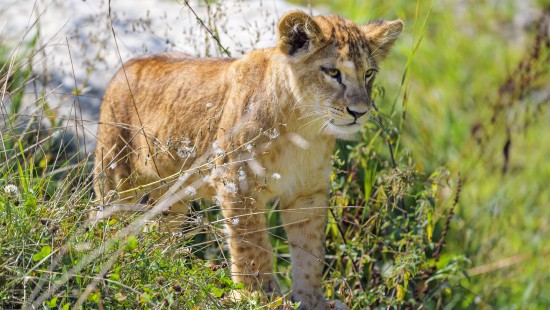 Image lion, plant, plant community, Carnivore, grass