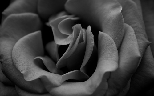 Image grayscale photo of rose flower