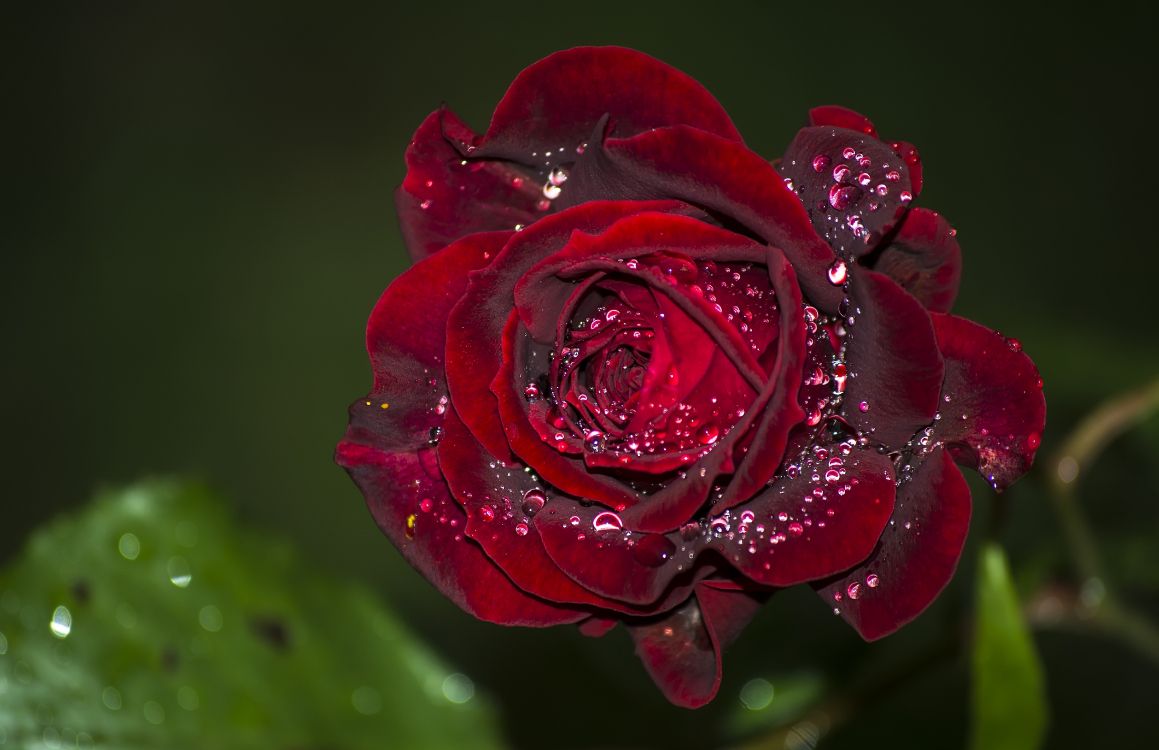 Rote Rose in Voller Blüte Mit Tautropfen. Wallpaper in 6000x3880 Resolution