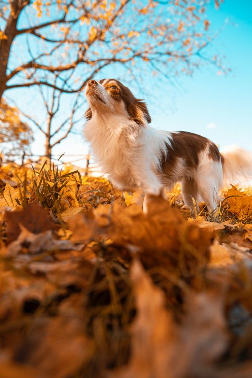 tablet, great dane, wisgoon - social network, plant, natural landscape