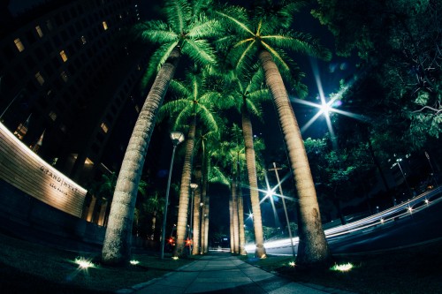 Image green palm trees on gray concrete road during night time