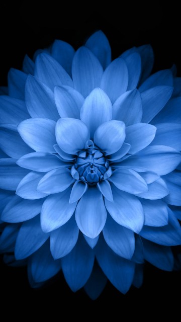 Image blue flower with black background