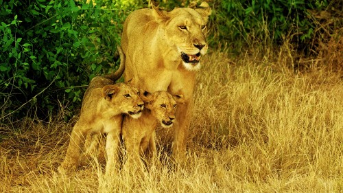 Image brown lioness on brown grass field during daytime