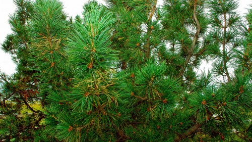 Image green pine tree under blue sky during daytime