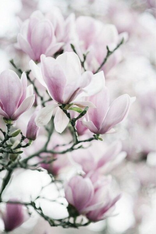 Image pink and white flowers in tilt shift lens