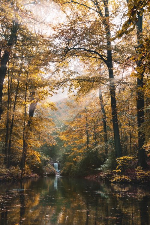 Baum, Natur, Wald, Naturlandschaft, Natürlichen Umgebung. Wallpaper in 2003x3000 Resolution