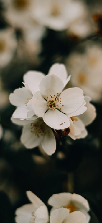 Cerisier, Prunus, Pétale, Rameau, la Floraison de la Plante. Wallpaper in 1080x2340 Resolution