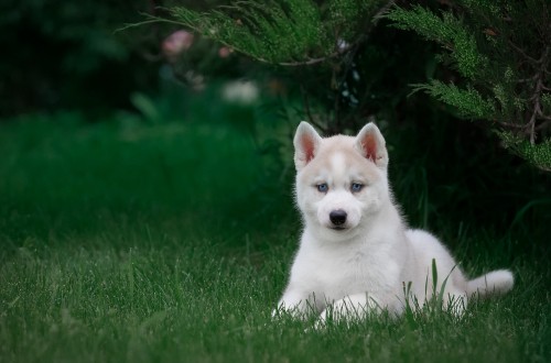 Image white siberian husky puppy on green grass field during daytime