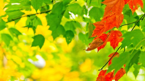 Image red and green maple leaf