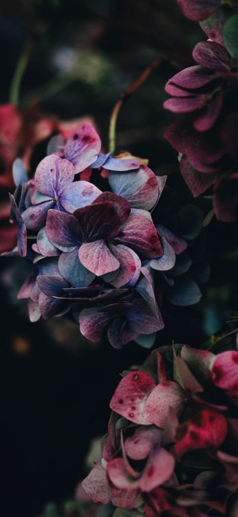 Roses, Pink, Hortensia, Botanique, Purple. Wallpaper in 1800x3900 Resolution