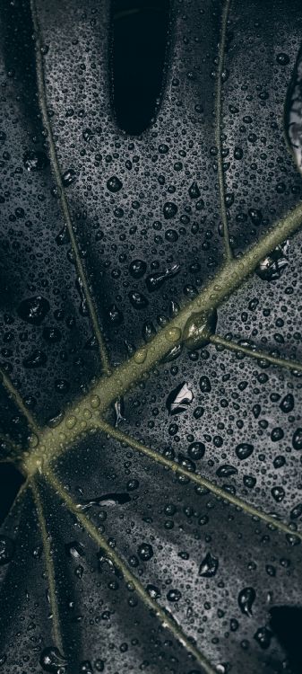 网页设计, 网页, 沥青, 陆地上的植物, 湿气 壁纸 1080x2400 允许