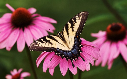 Image tiger swallowtail butterfly perched on pink flower in close up photography during daytime