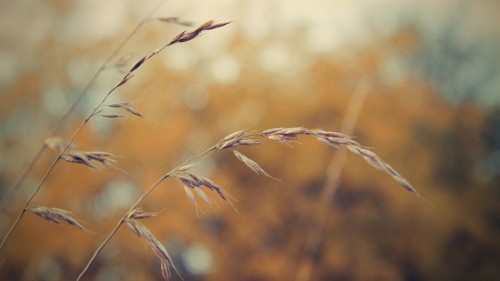 Image brown wheat in close up photography