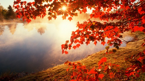 Image red leaves on ground near body of water during daytime