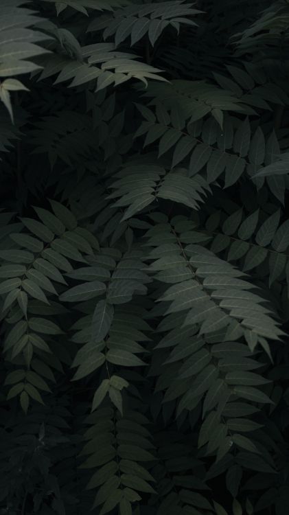 Feuille, Végétation, Plante Terrestre, Plantes Vasculaires, Fougère. Wallpaper in 2250x4000 Resolution