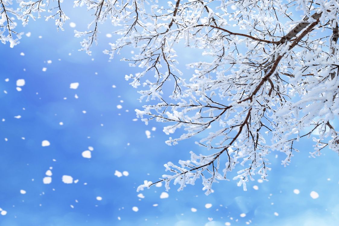冬天, 树枝, 雪花, 季节, 冻结 壁纸 6550x4367 允许