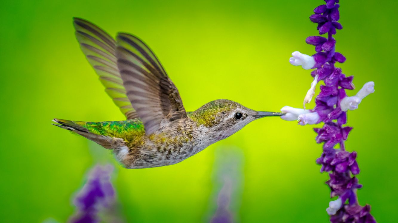 Green and White Humming Bird Flying. Wallpaper in 3840x2160 Resolution
