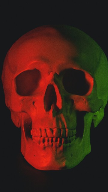 Image skeleton, skull, human skull, human, Skull art