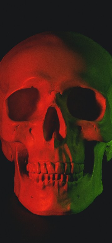 Image skeleton, skull, human skull, human, Skull art