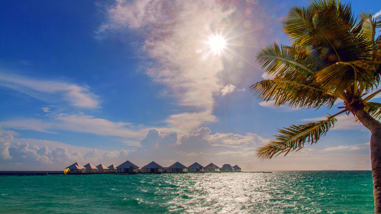 palm tree near body of water during daytime